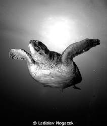 red sea turtle in black and white
 by Ladislav Nogacek 